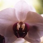 orchidea