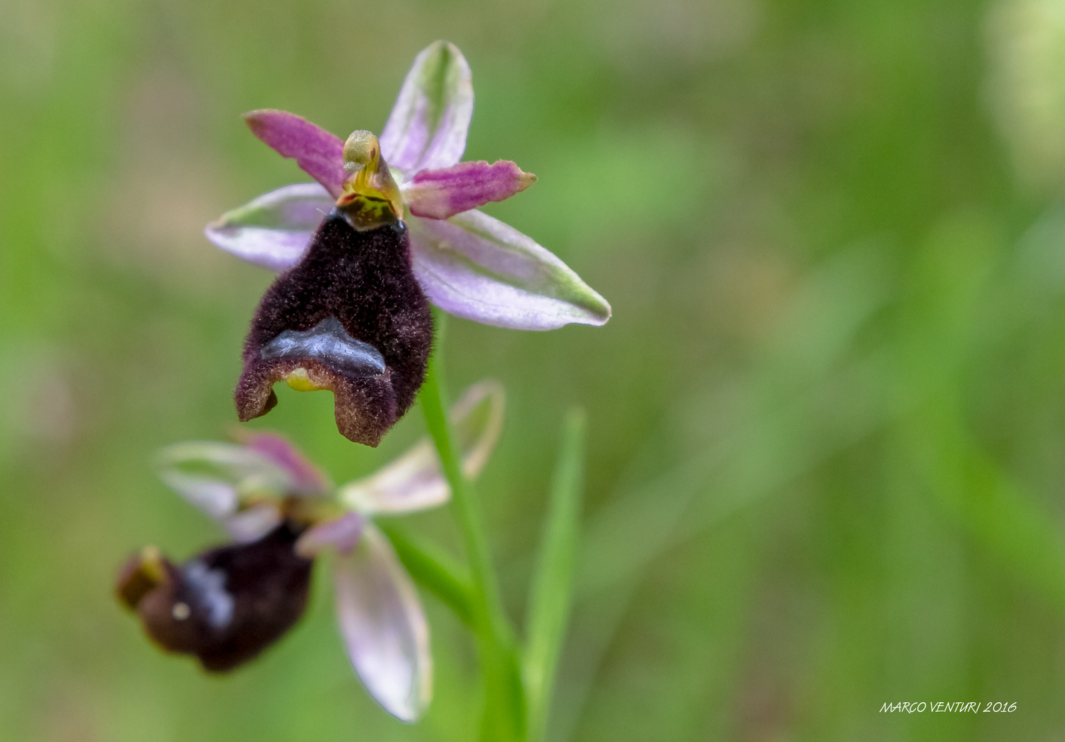 Orchidea di Bertoloni (Ophrys Bertolonii Moretti)