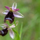 Orchidea di Bertoloni (Ophrys Bertolonii Moretti)