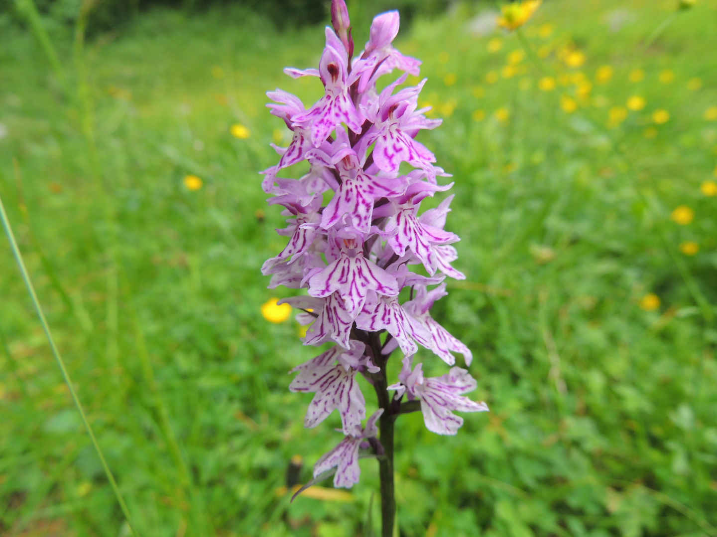 orchidea di montagna