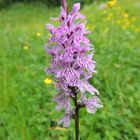 orchidea di montagna