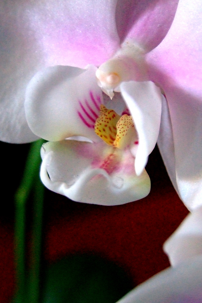 Orchidea d'Inverno