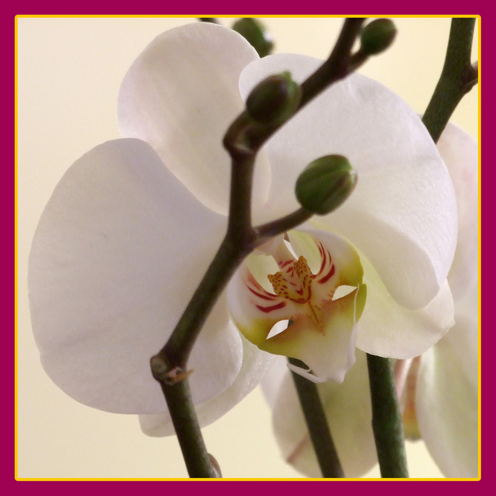 ORCHIDEA D'INVERNO II