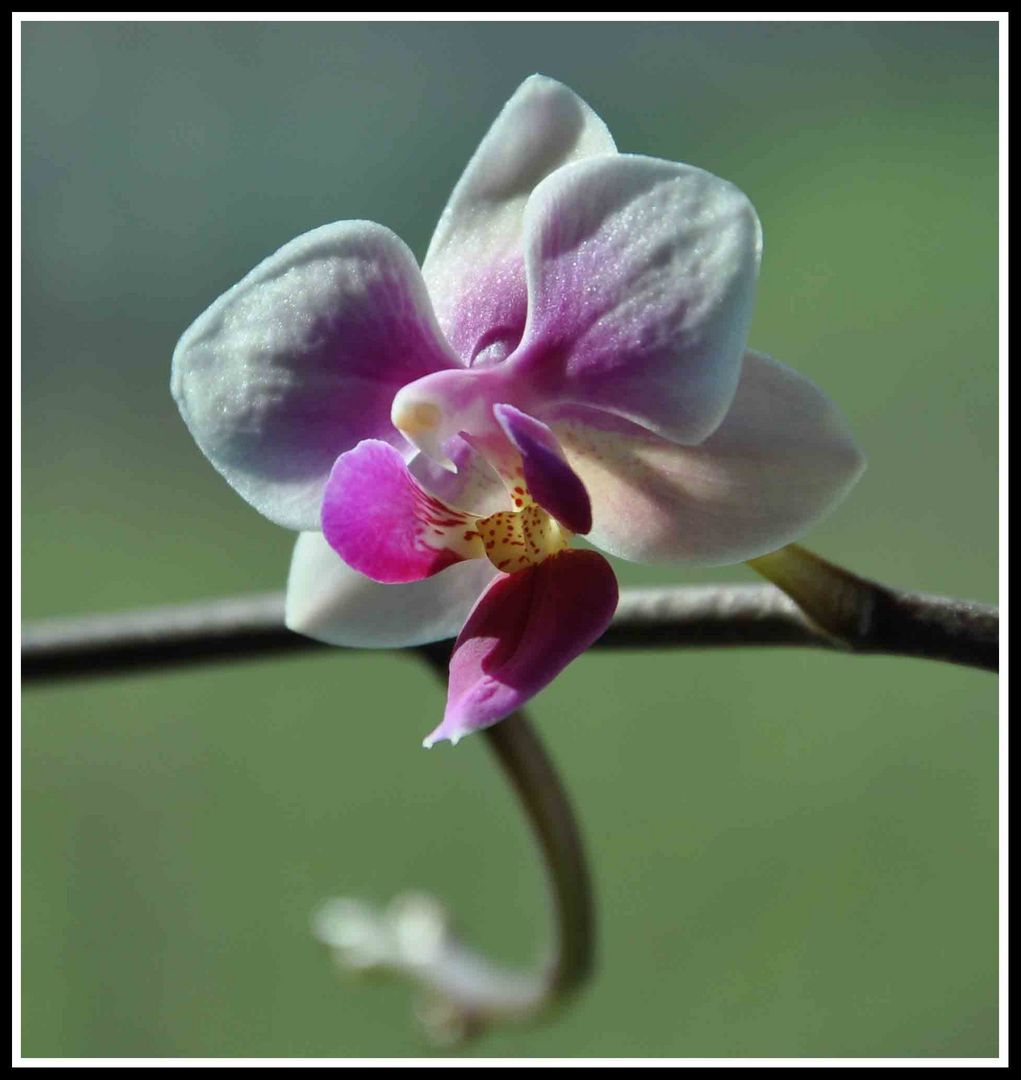 Orchidea