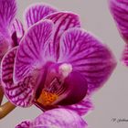 Orchidea