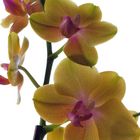 ORCHIDEA GiALLA