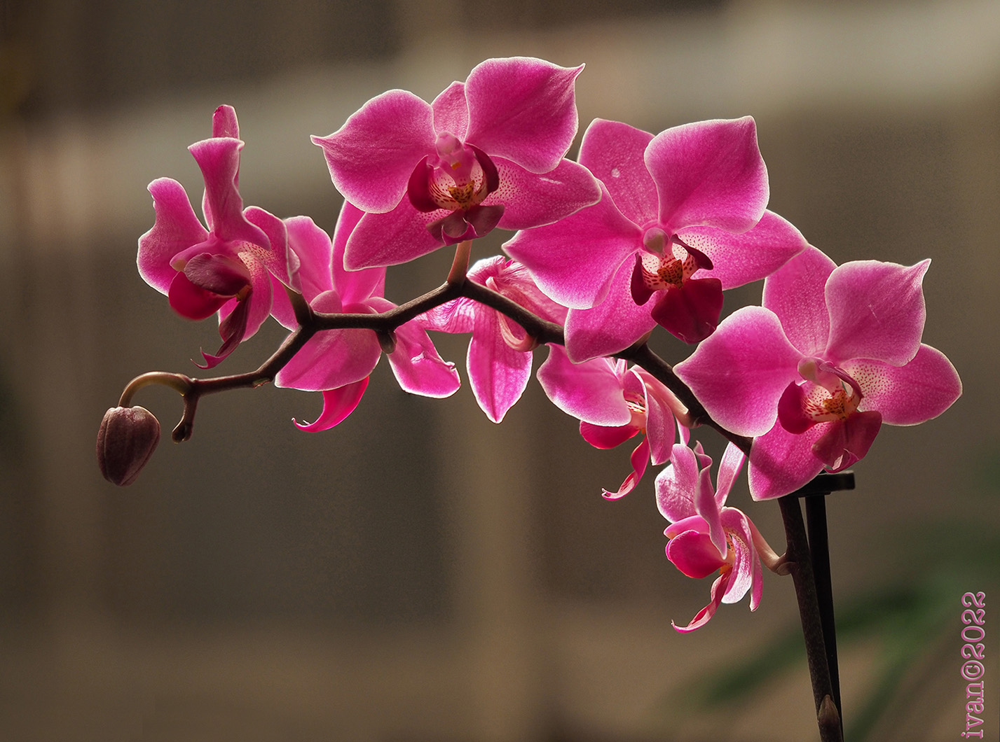 Orchidea in Focus Stacking