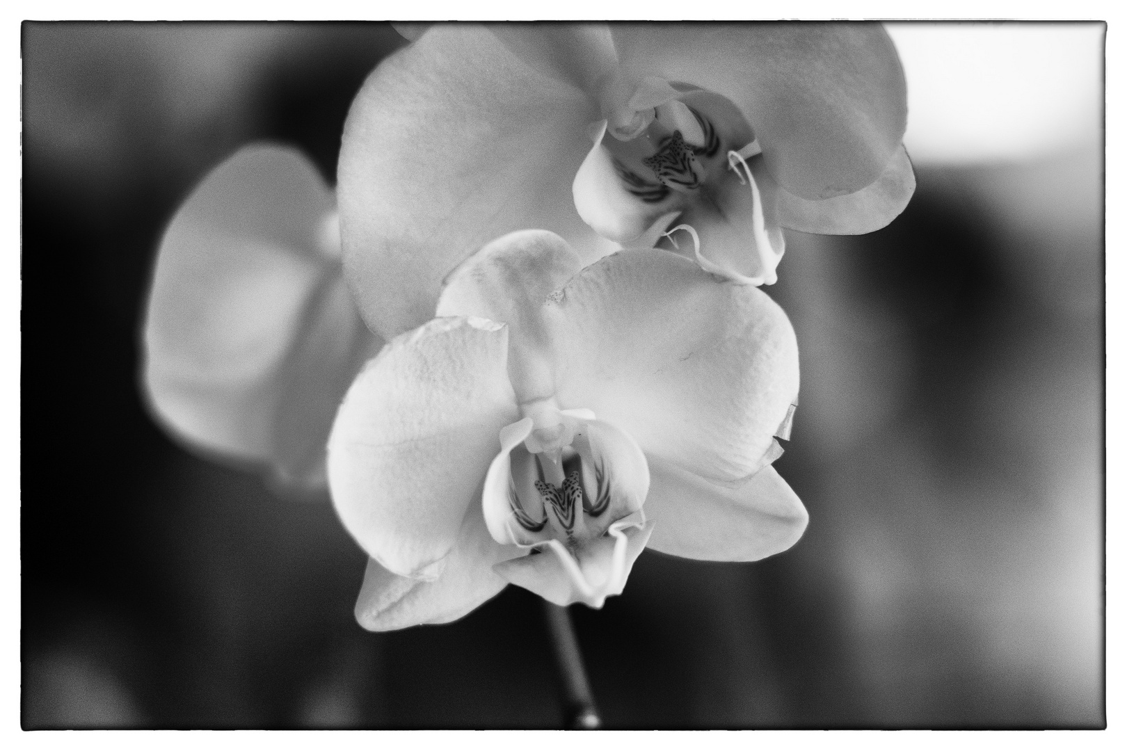 Orchidea monocrome