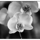 Orchidea monocrome