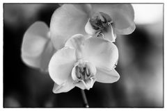 Orchidea monocrome