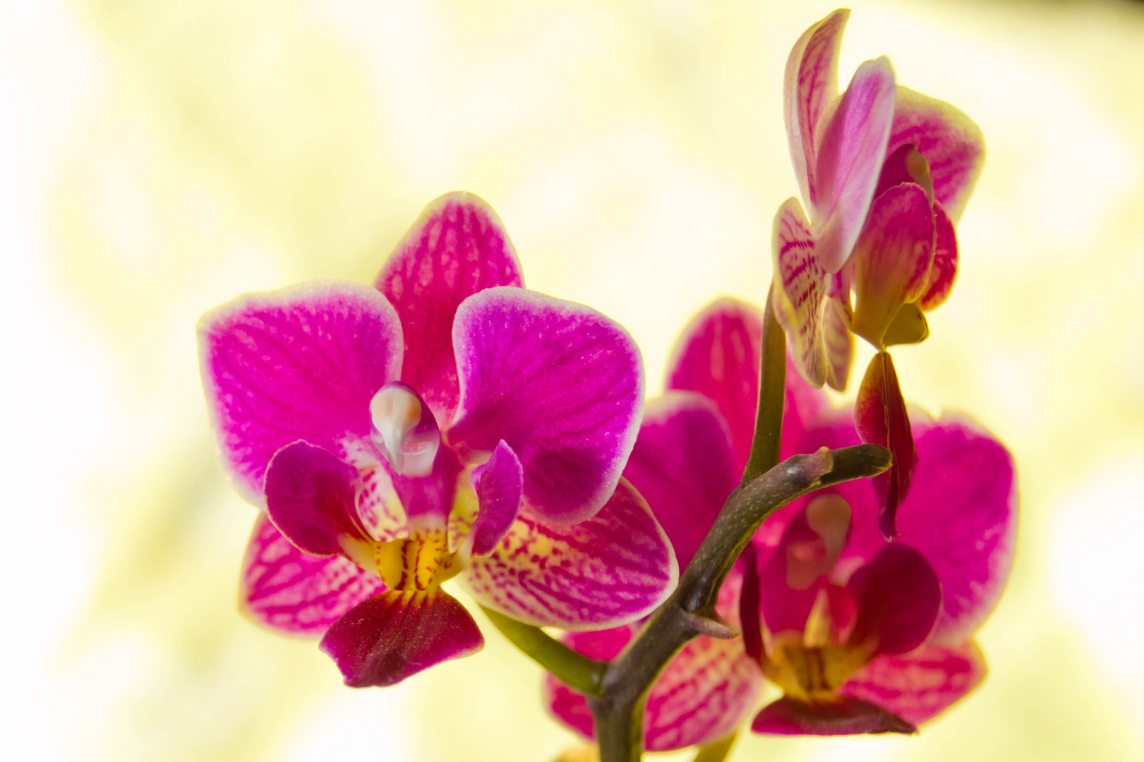 orchidea nana 1