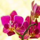 orchidea nana 1