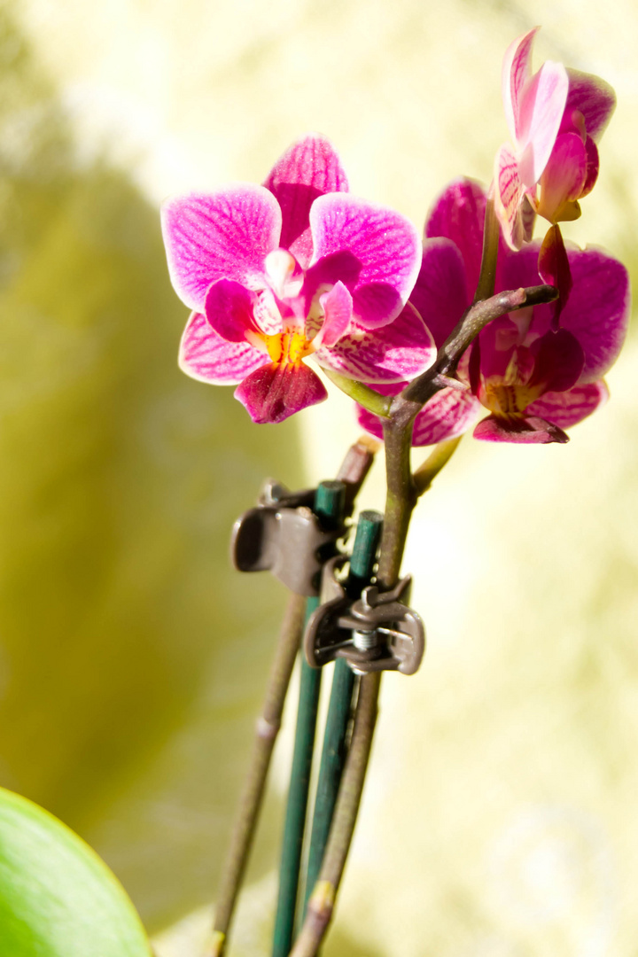 orchidea nana 2