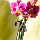 orchidea nana 2