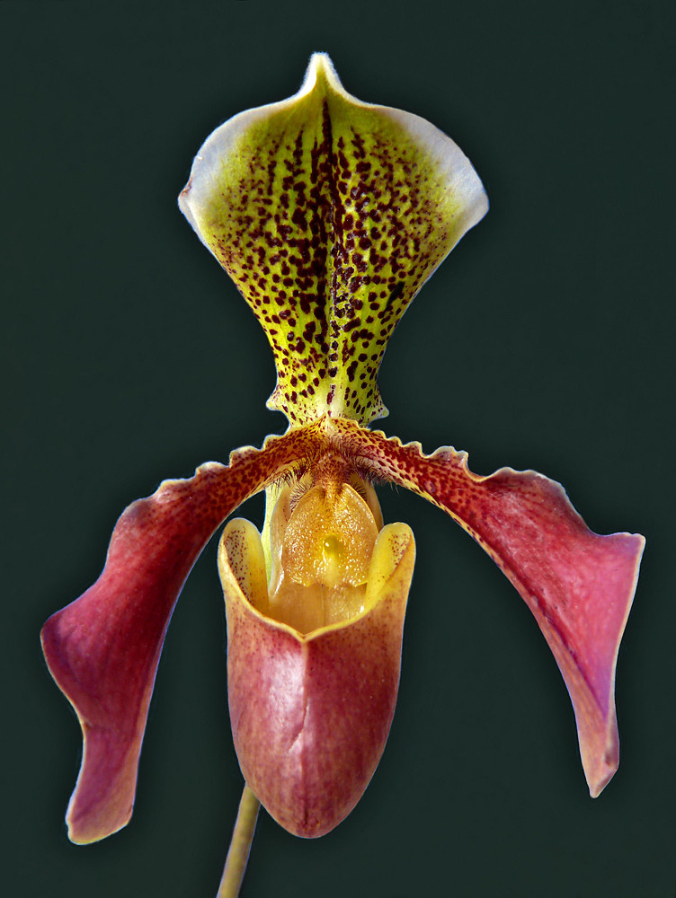 Orchidea Paphiopedilum