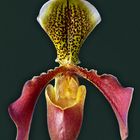 Orchidea Paphiopedilum