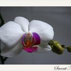 Orchidea Phalaenopsis