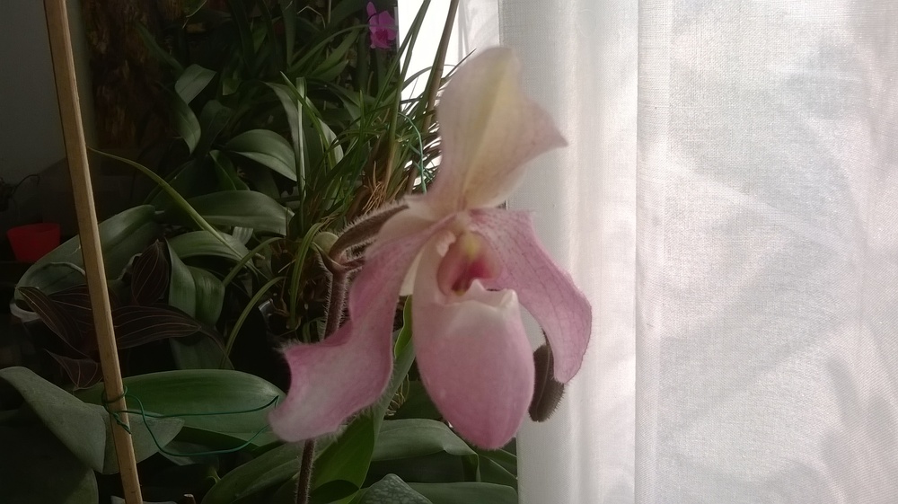 orchidea phalenopsis