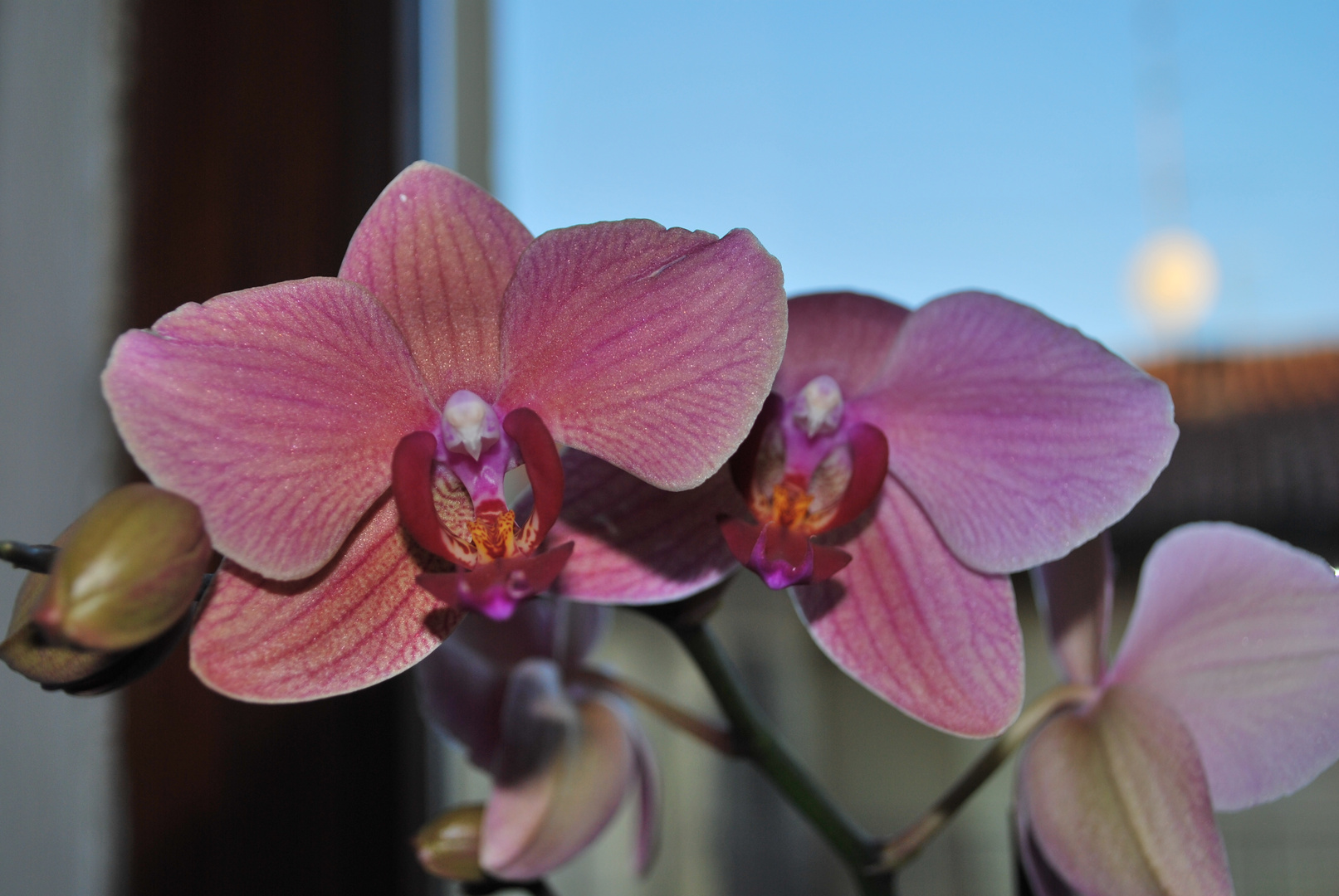 Orchidea (Phalenopsis)