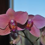Orchidea (Phalenopsis)