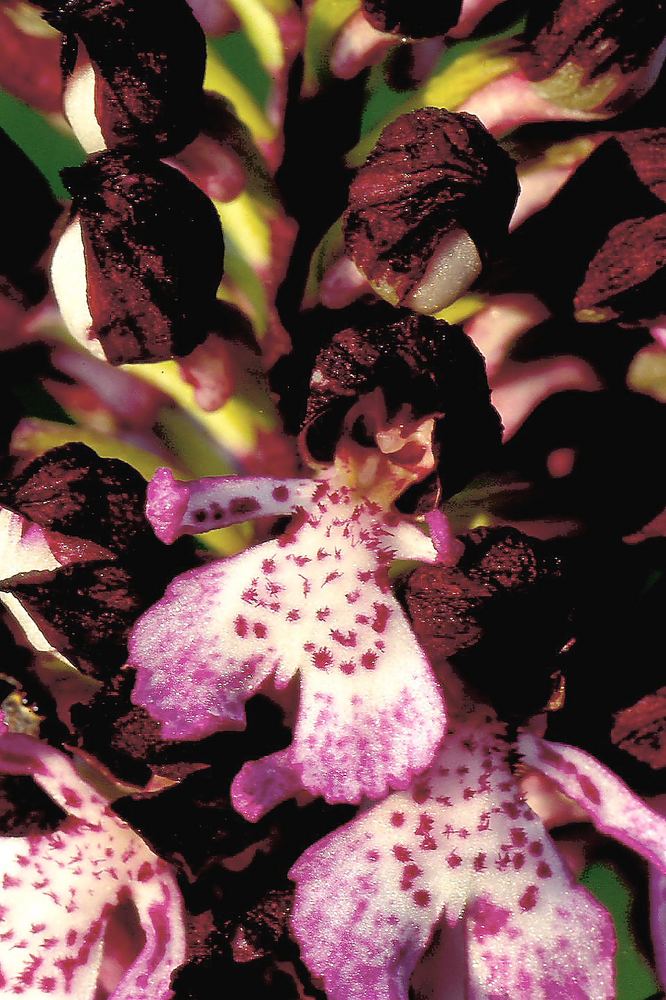 ORCHIDEA PURPUREA . PARTICOLARE DEL FIORE.