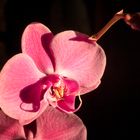 Orchidea rosa