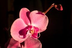 Orchidea rosa