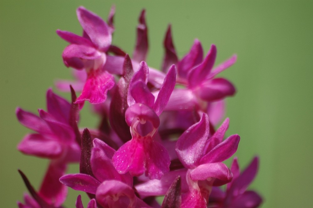 Orchidea Sambucina