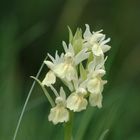 Orchidea Sambucina (gialla)