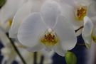 ..... Orchidea Selvaggia..... von Giovanna S. 