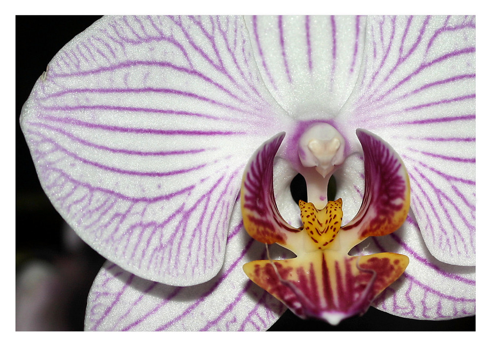 Orchidea selvaggia