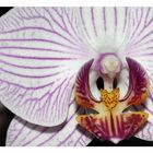 Orchidea selvaggia