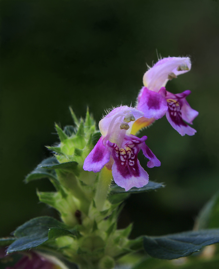 Orchidea selvatica