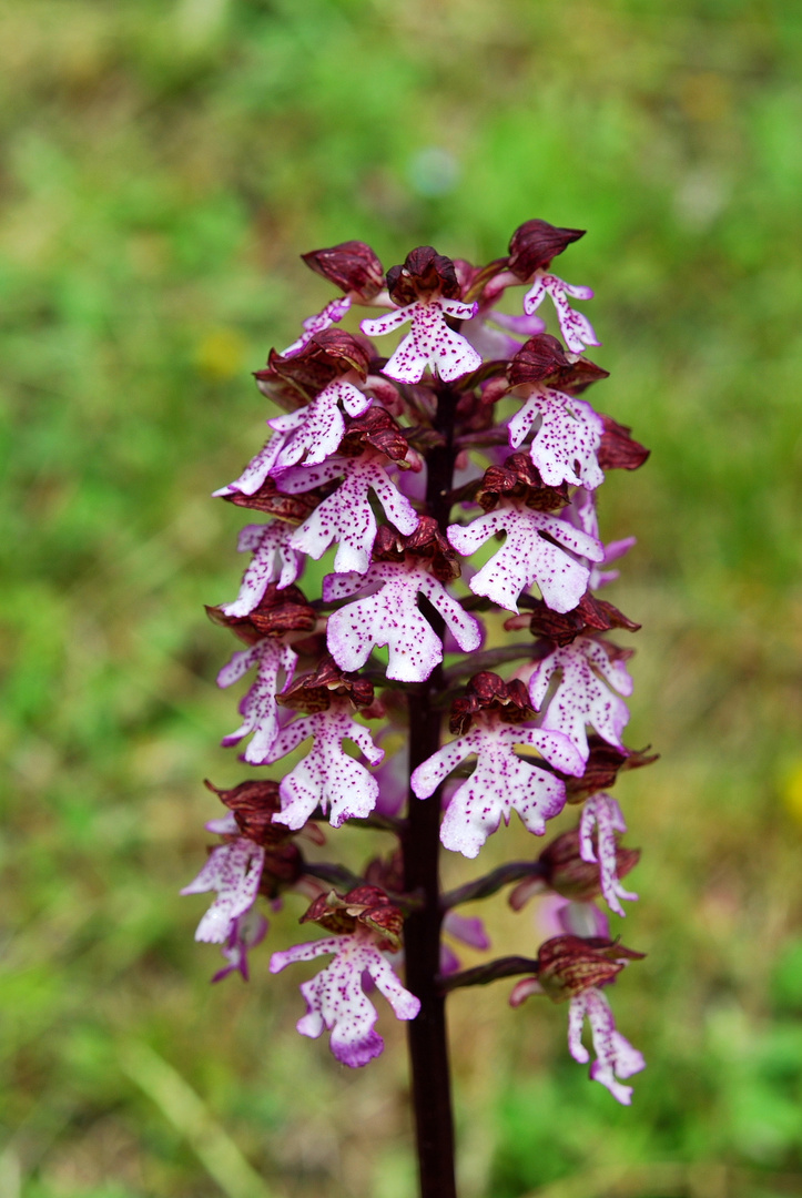 orchidea selvatica