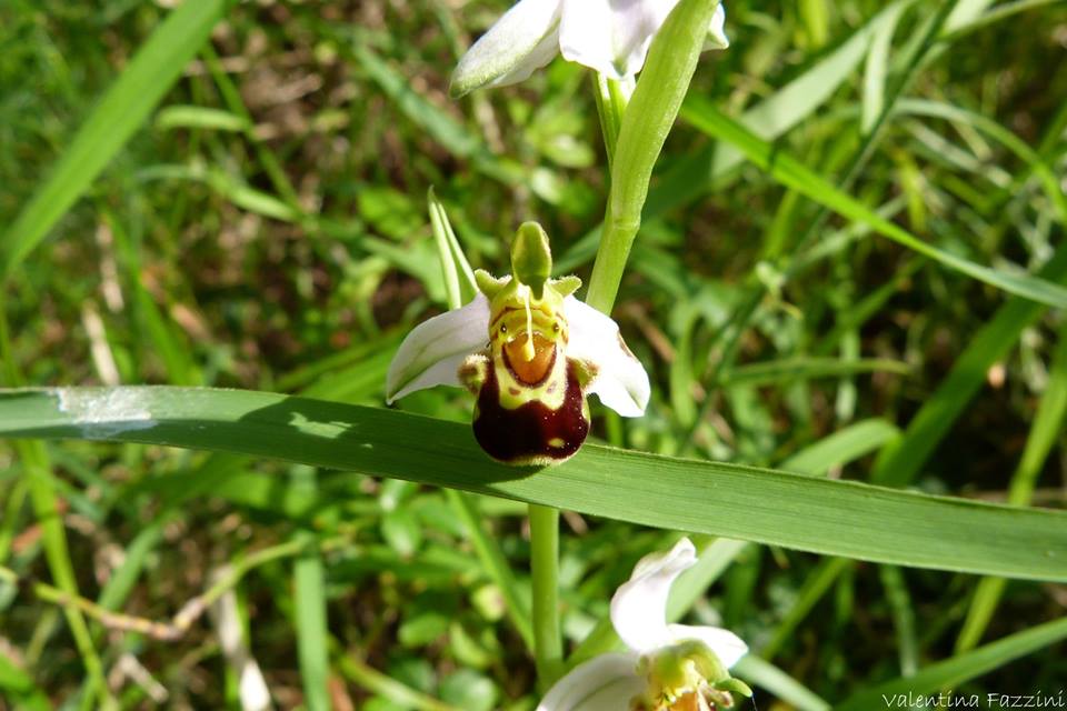 Orchidea Selvatica