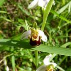 Orchidea Selvatica