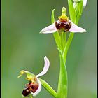 Orchidea Selvatica