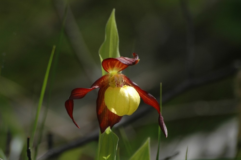 Orchidea selvatica