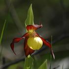 Orchidea selvatica