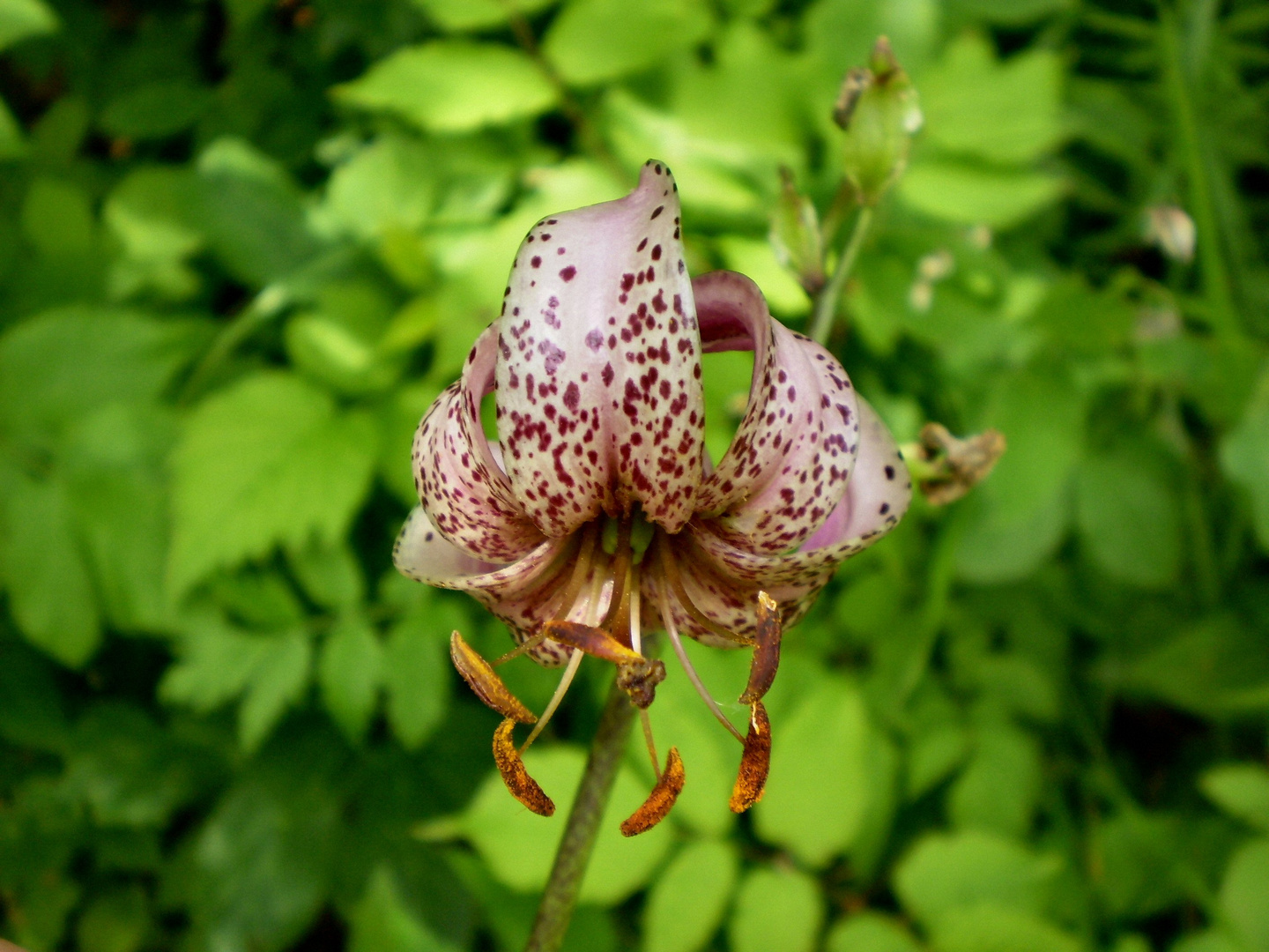 orchidea selvatica