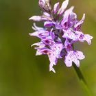 Orchidea selvatica - Dactylorhiza (???)
