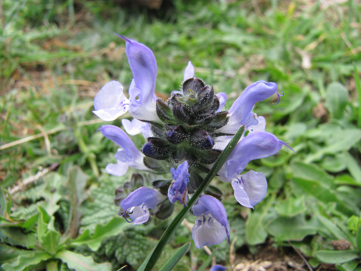 Orchidea selvatica