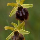 Orchidea selvatica (Ophrys sphegodes?)