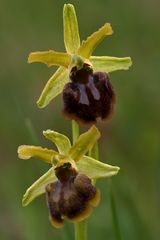 Orchidea selvatica (Ophrys sphegodes?)