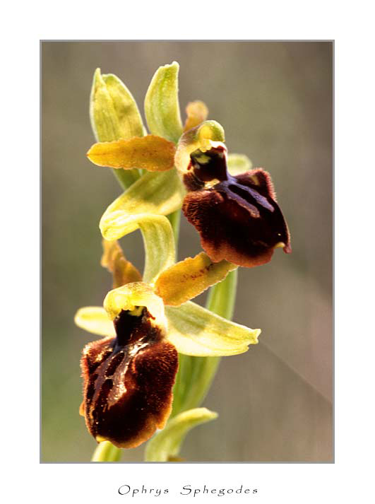 Orchidea Sphegodes(Fior di ragno)