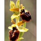 Orchidea Sphegodes(Fior di ragno)