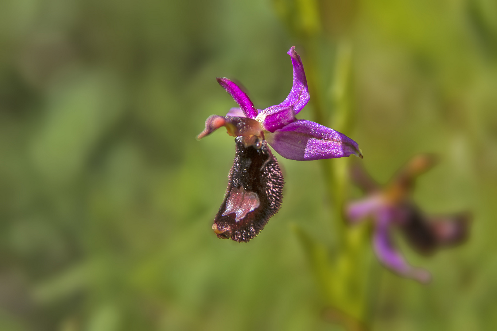 Orchidea spontanea