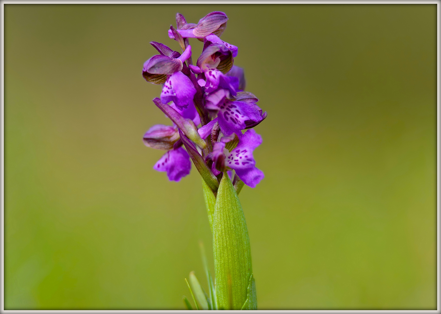 Orchidea spontanea - Anacamptis morio