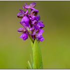 Orchidea spontanea - Anacamptis morio