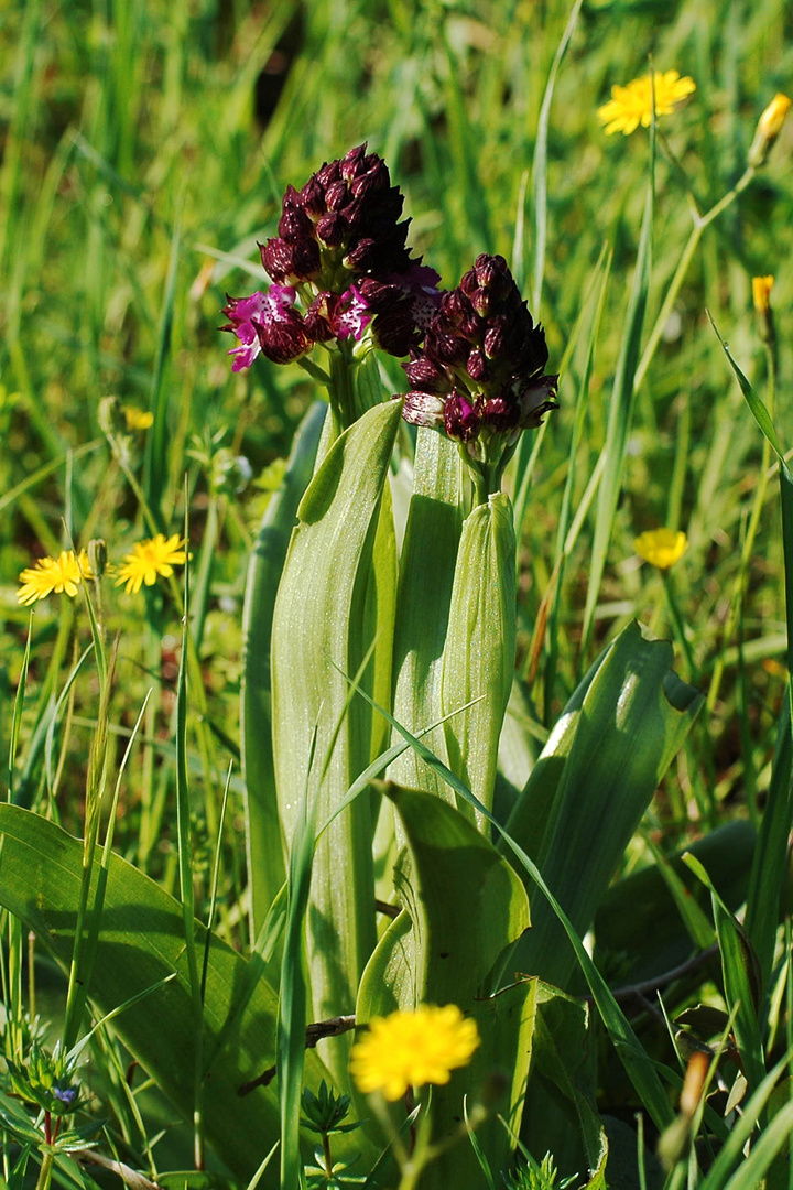 Orchidea spontanea